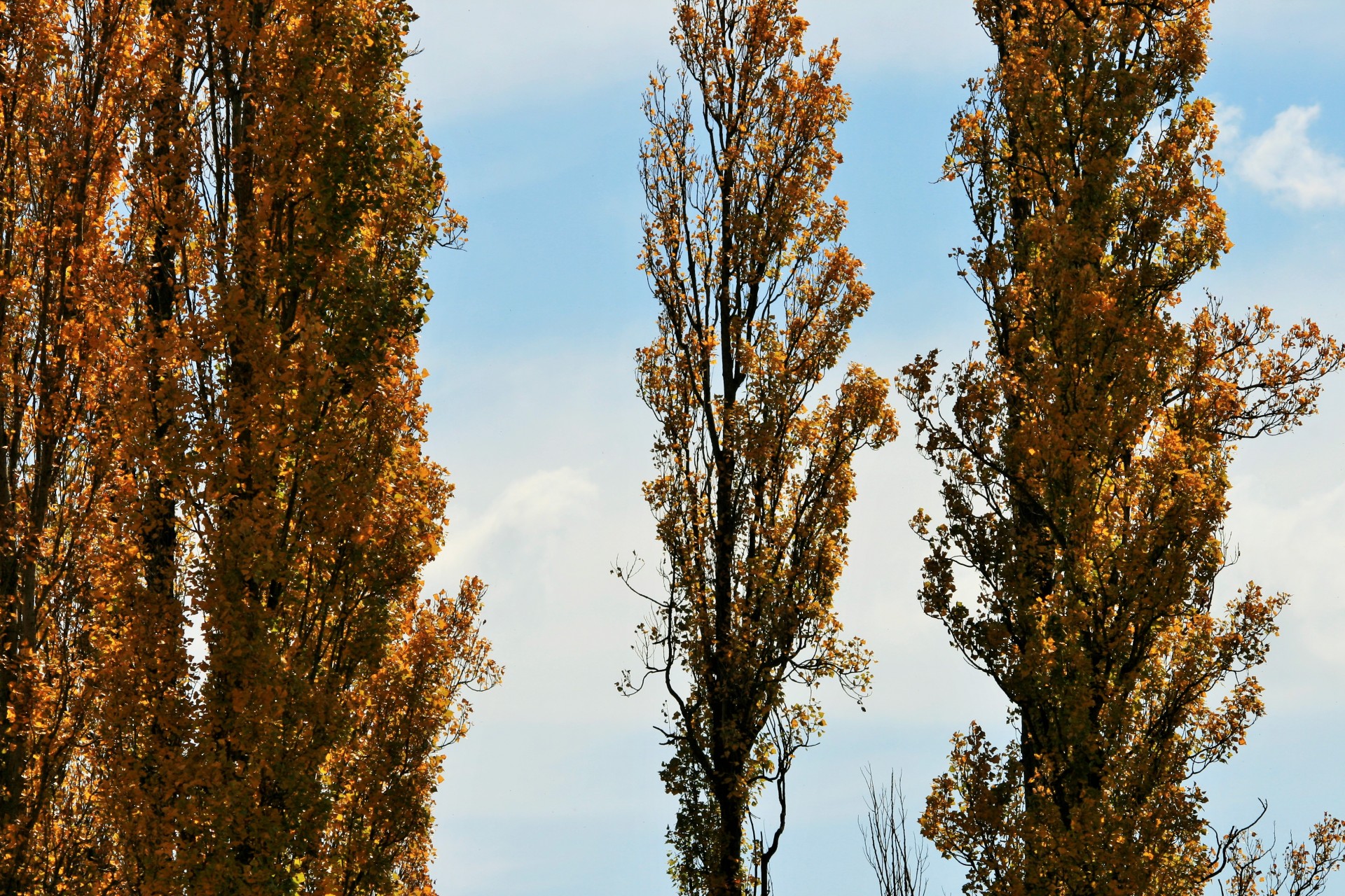 trees poplar tall free photo