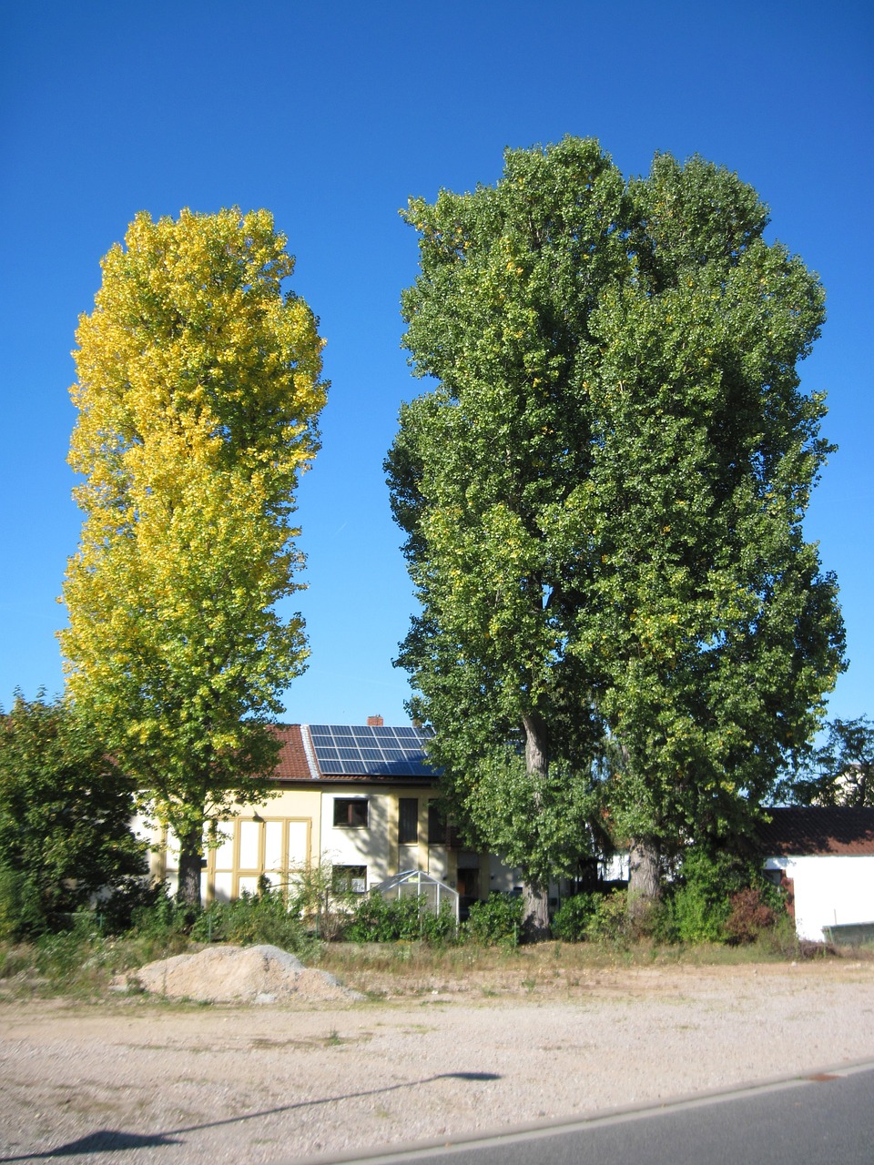 poplars autumn leaves free photo