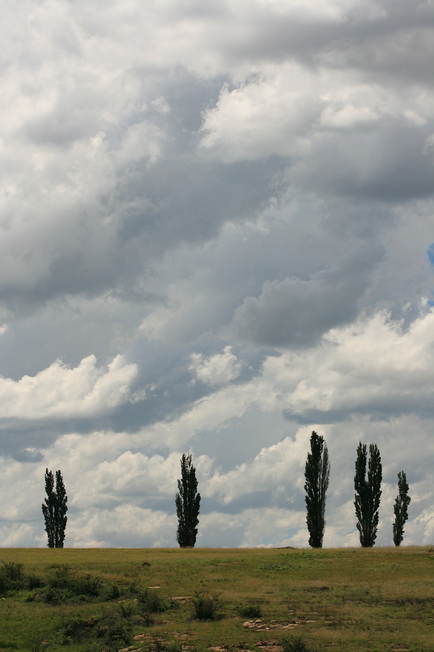 poplars clouds landscape free photo