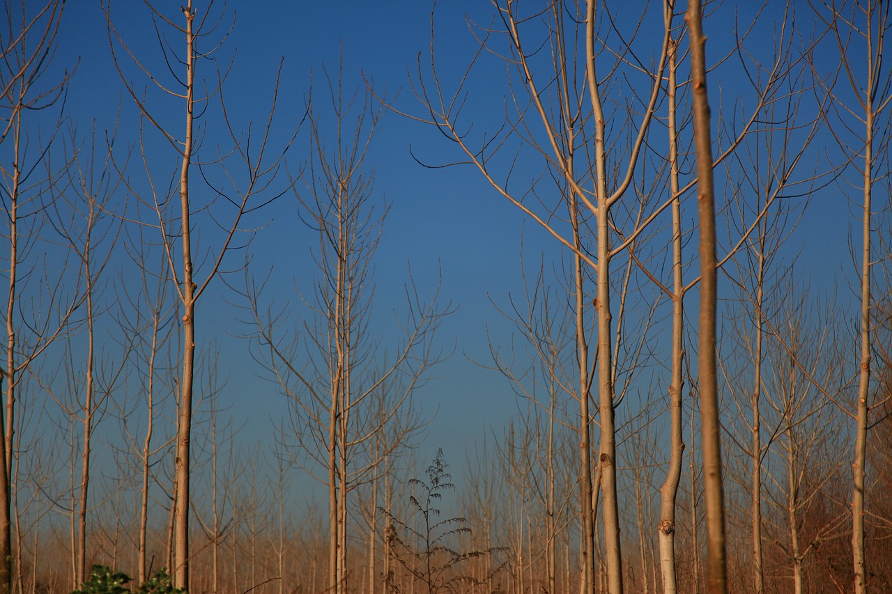 poplars winter landscape free photo