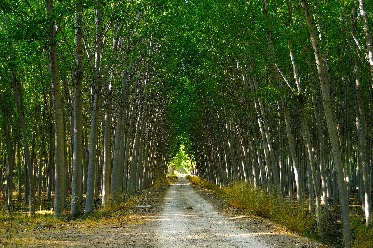 poplars forest path free photo