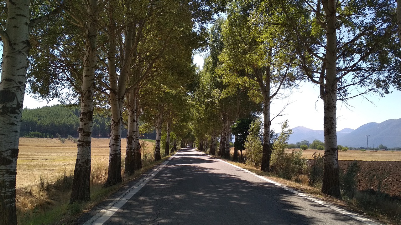 poplars  trees  alley free photo