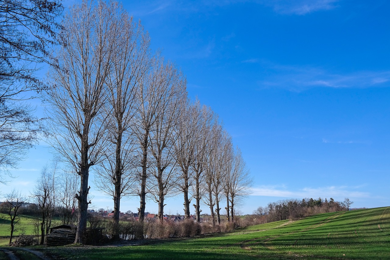 poplars  trees  sky free photo