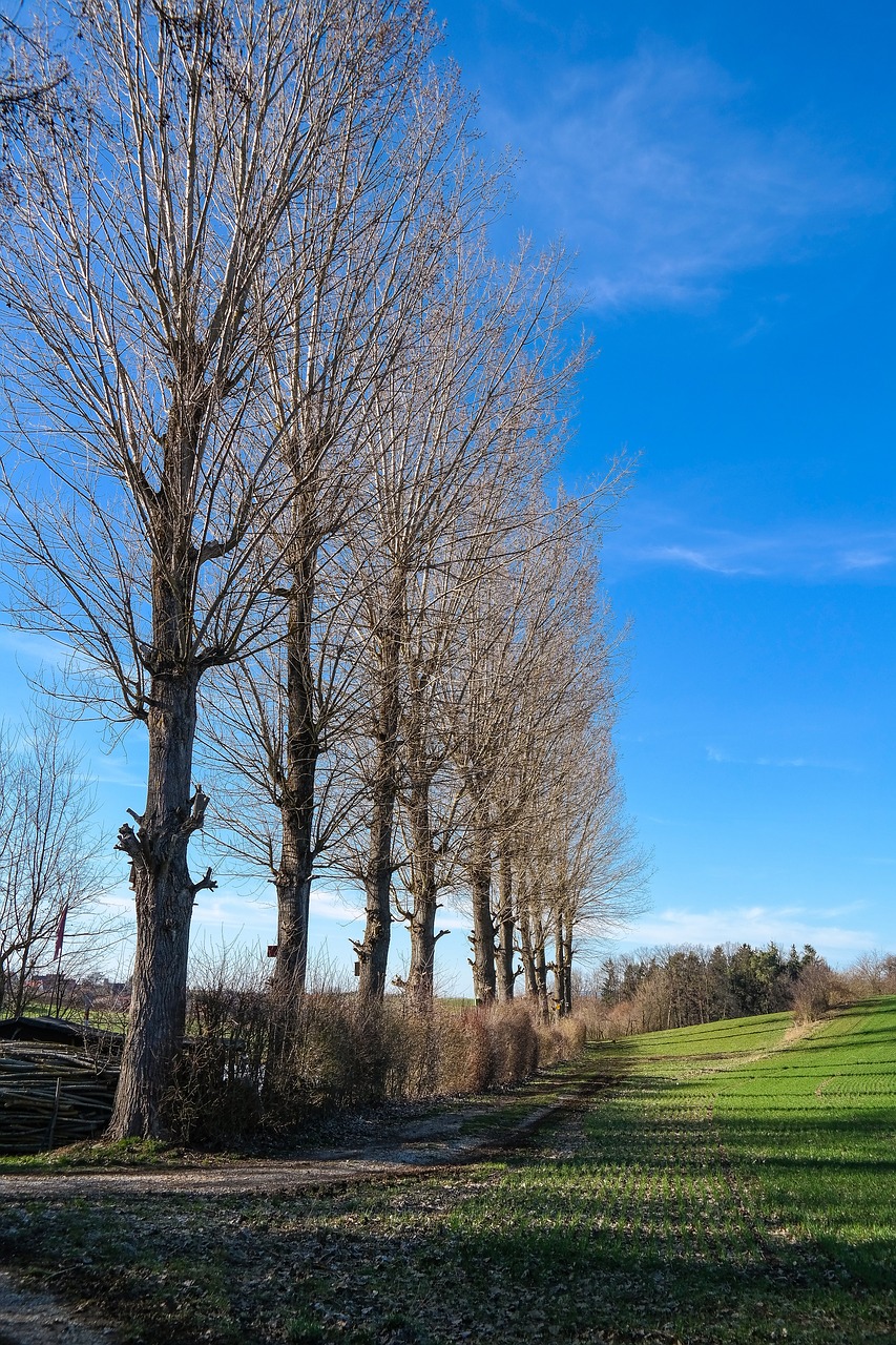 poplars  trees  landscape free photo