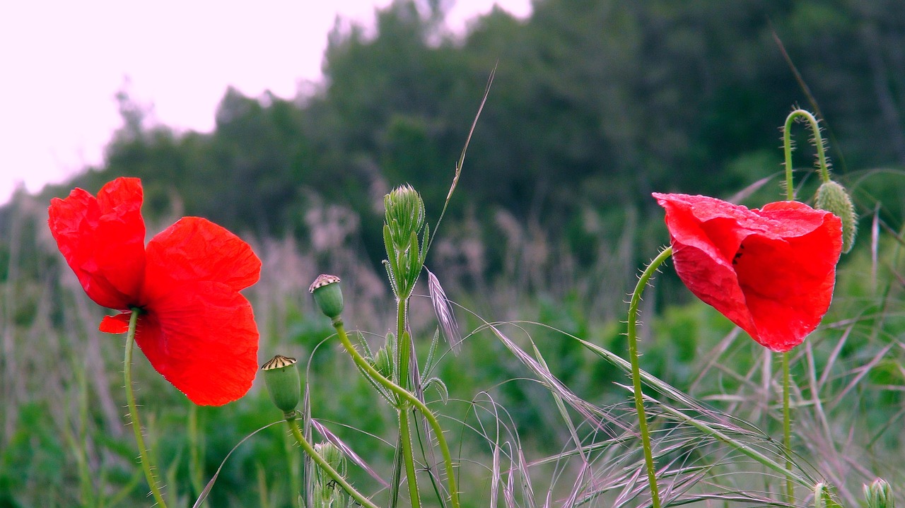 poppies flowers wild flowers free photo