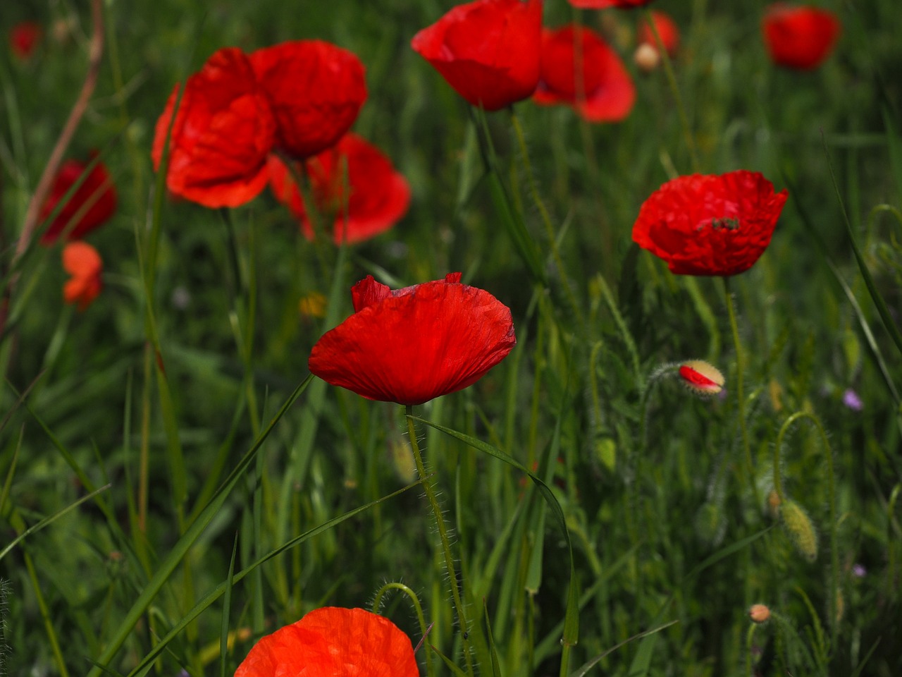 poppies field of poppies klatschmohnfeld free photo