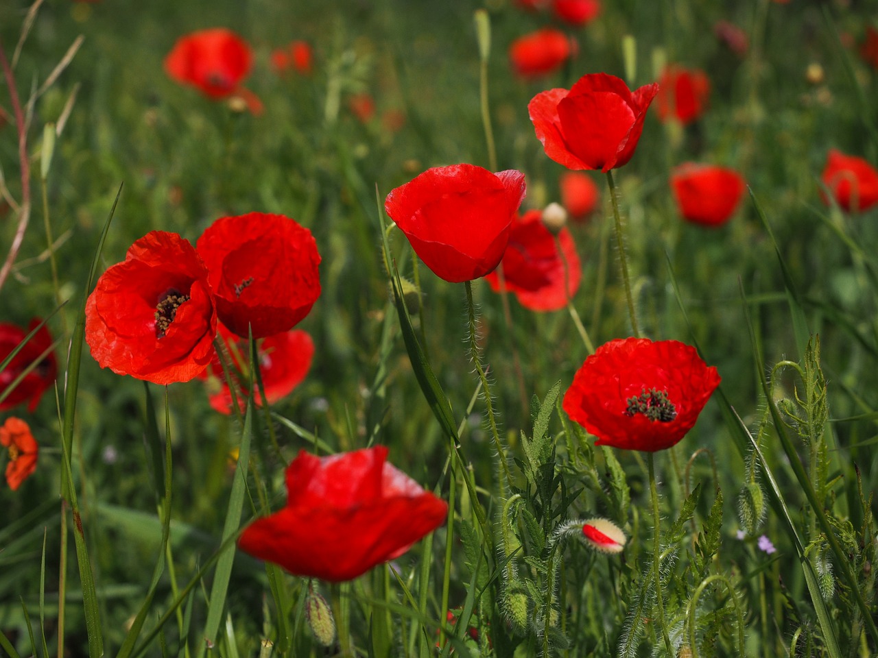 poppies field of poppies klatschmohnfeld free photo