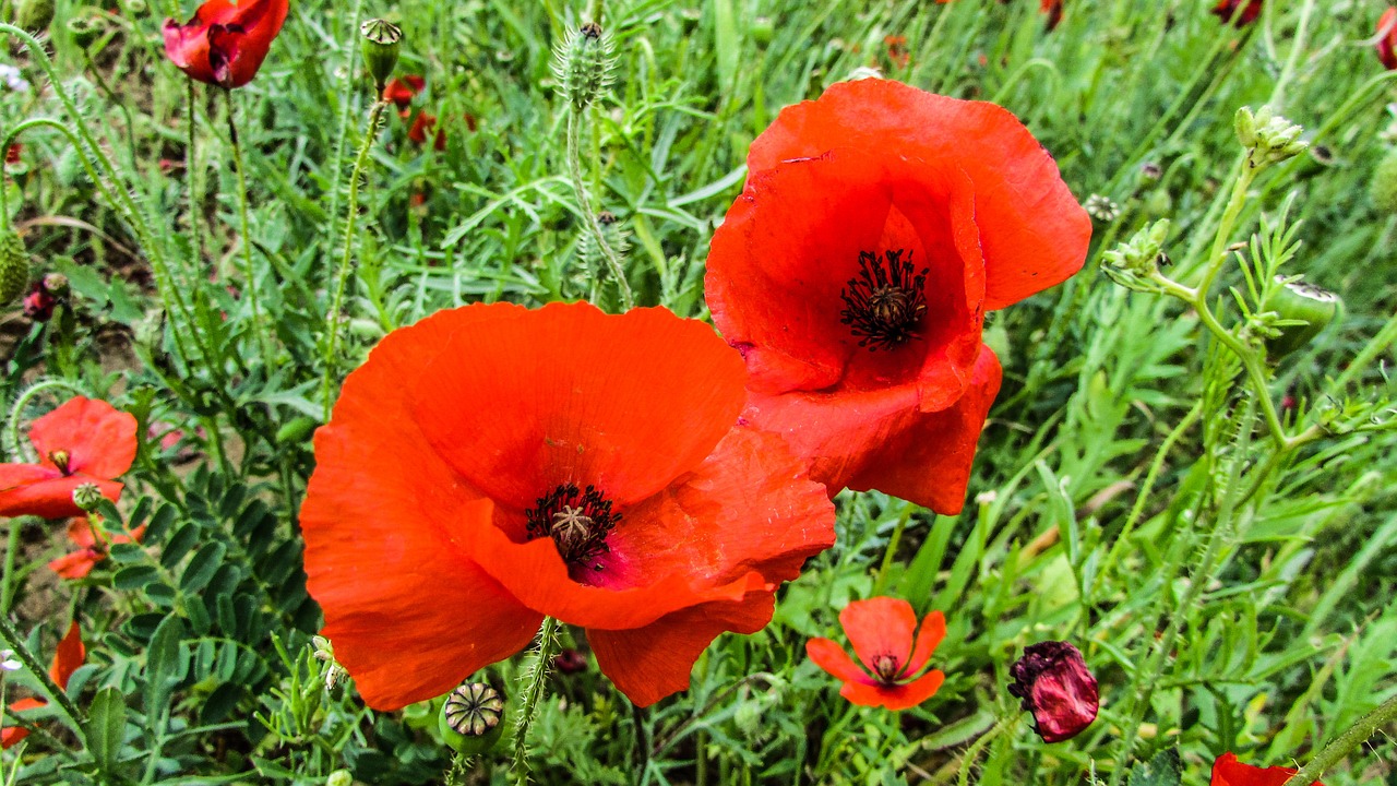 poppies flowers field free photo