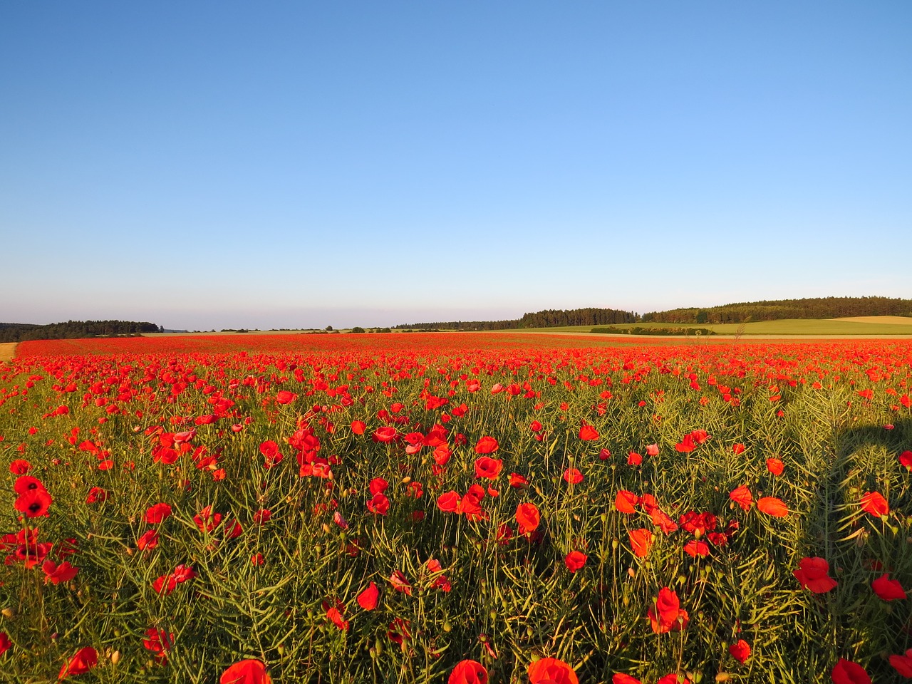 poppies field meadow free photo