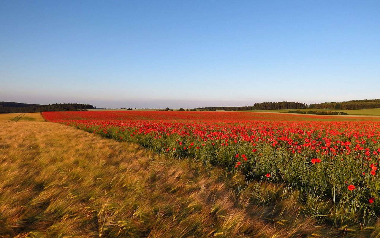 poppies field meadow free photo