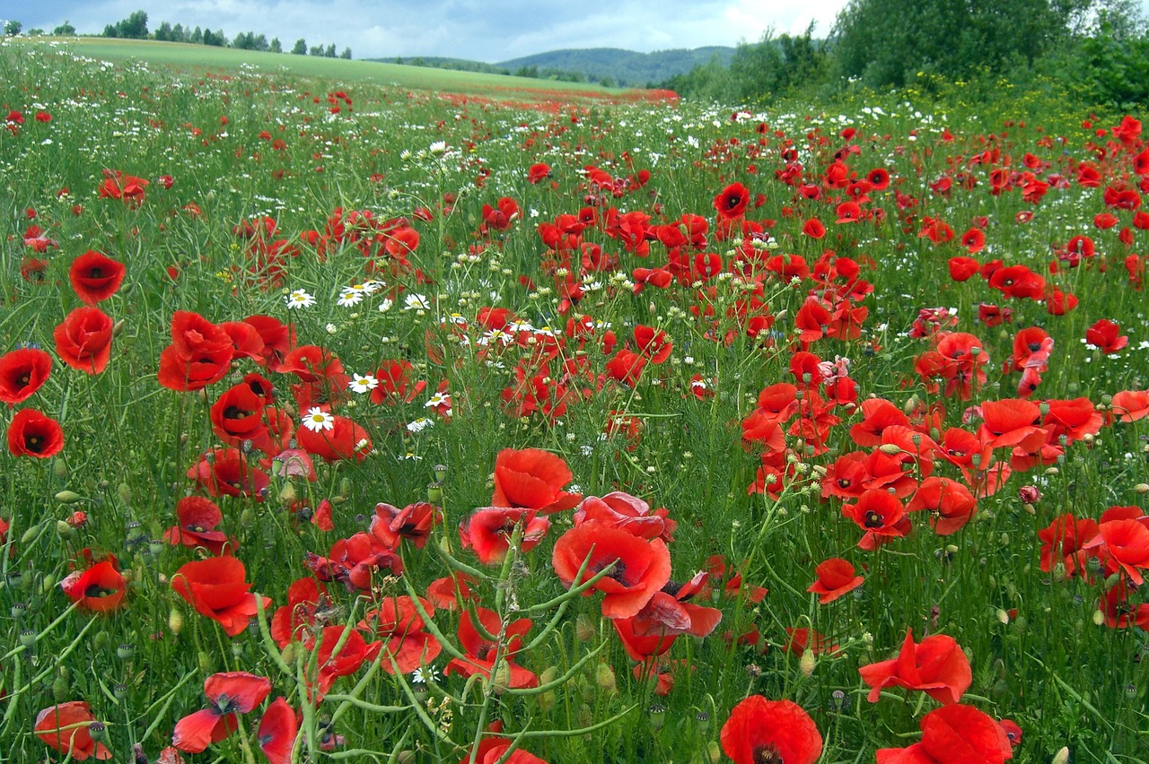 poppies red klatschmohn free photo