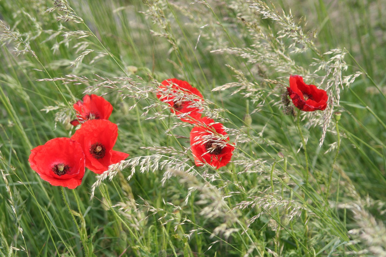 poppies grass nature free photo