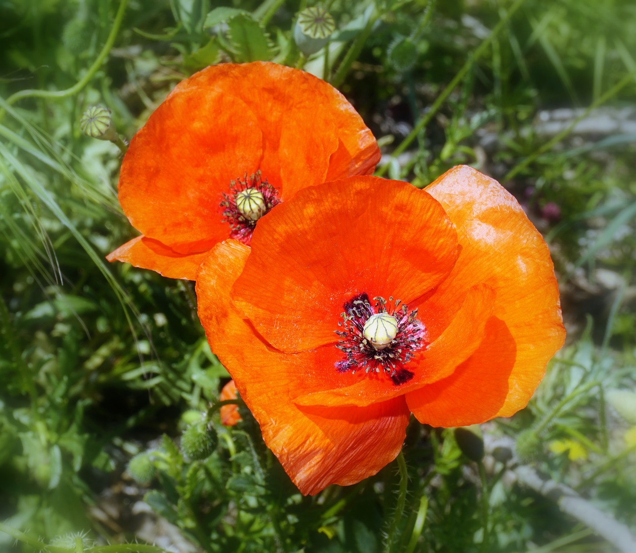 poppies flowers poppy flower free photo