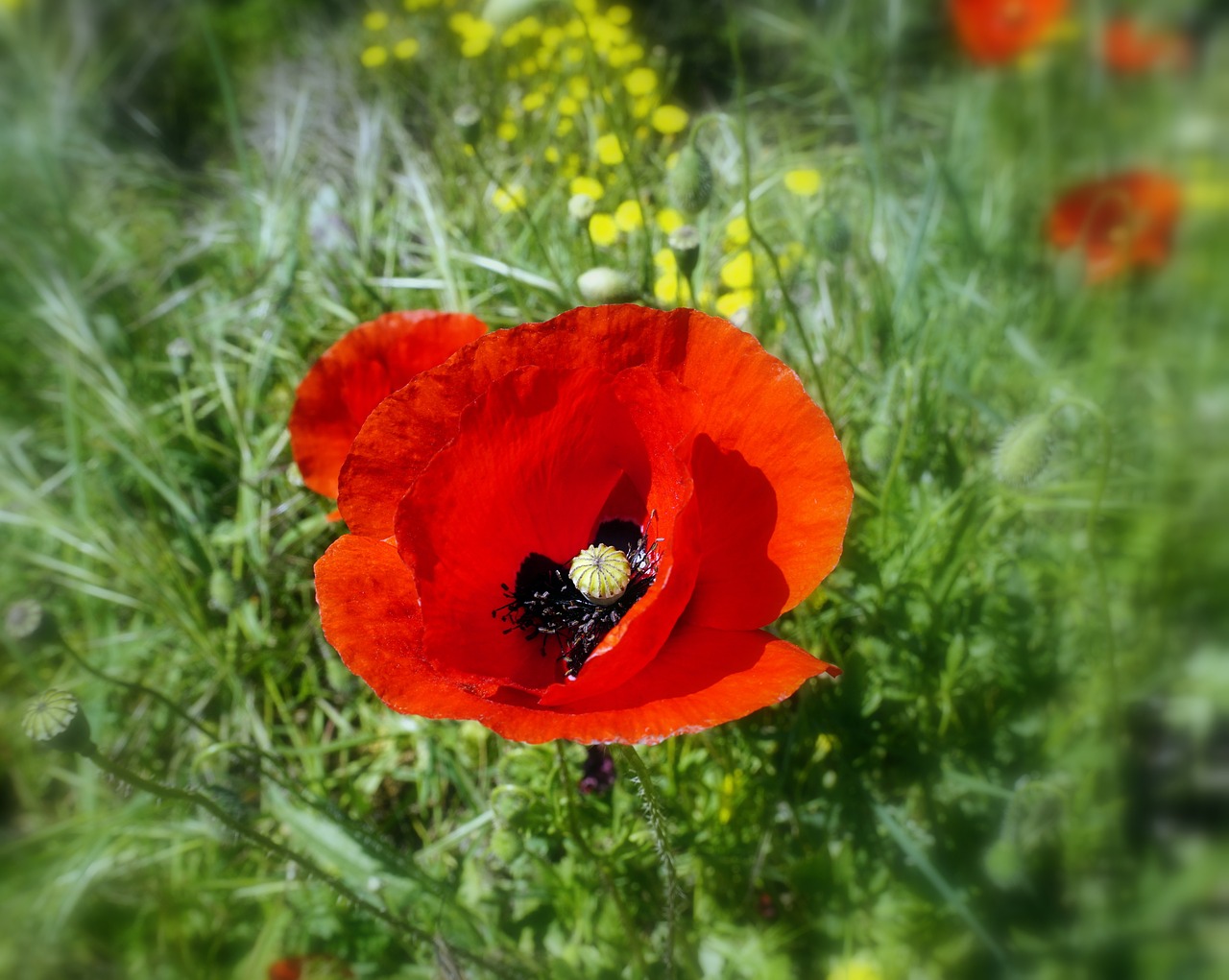 poppies flowers poppy flower free photo