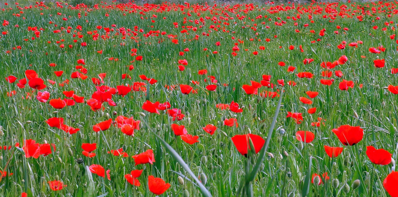 poppies flowers red free photo