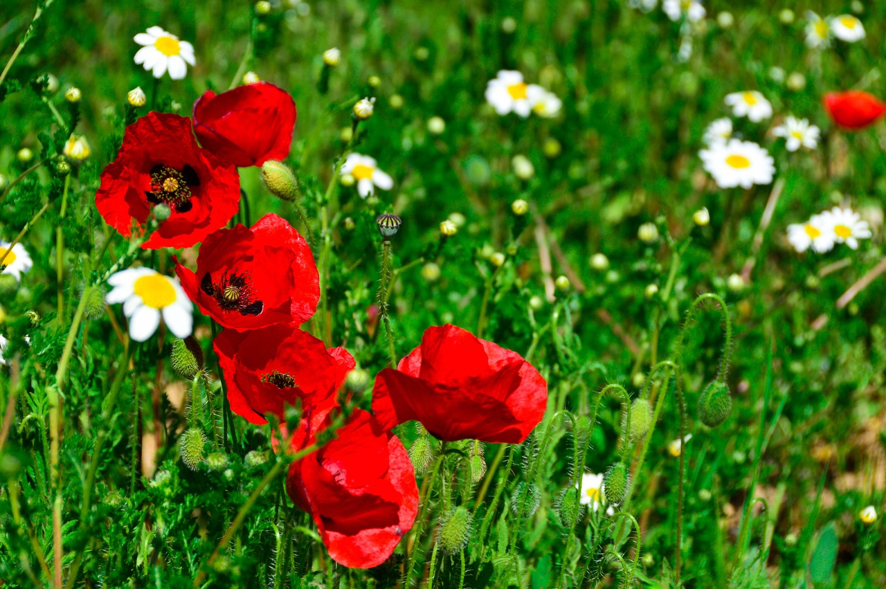 poppies wild spring free photo