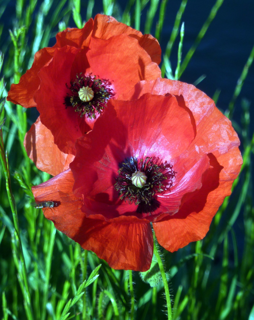 poppies red nature free photo