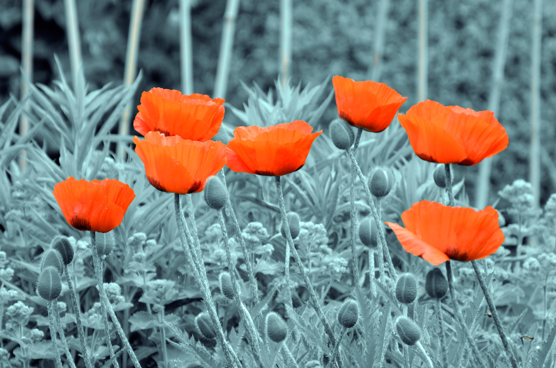 field flower fog free photo