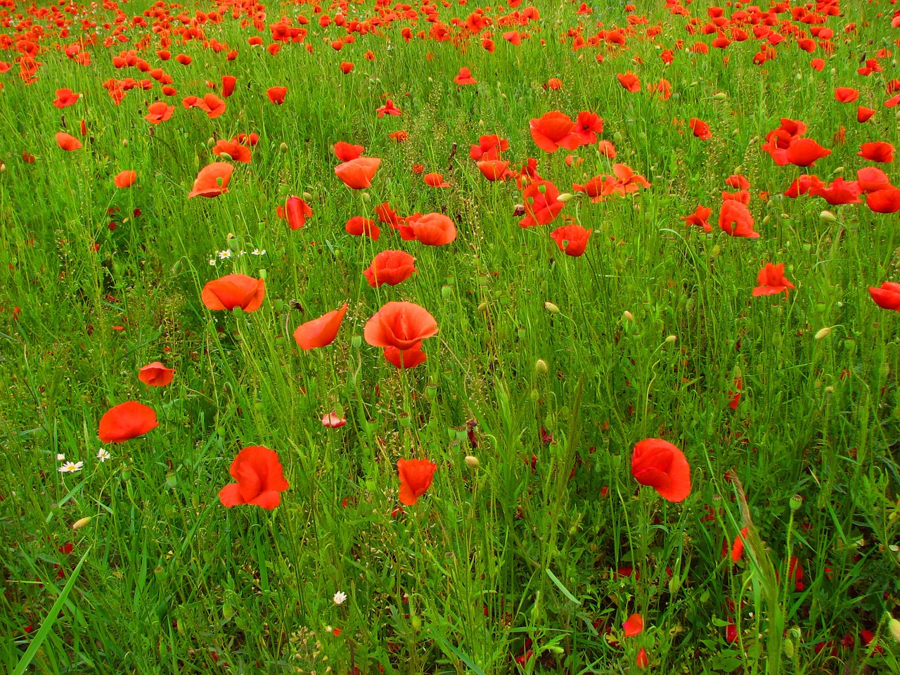 poppies field of poppies meadow free photo