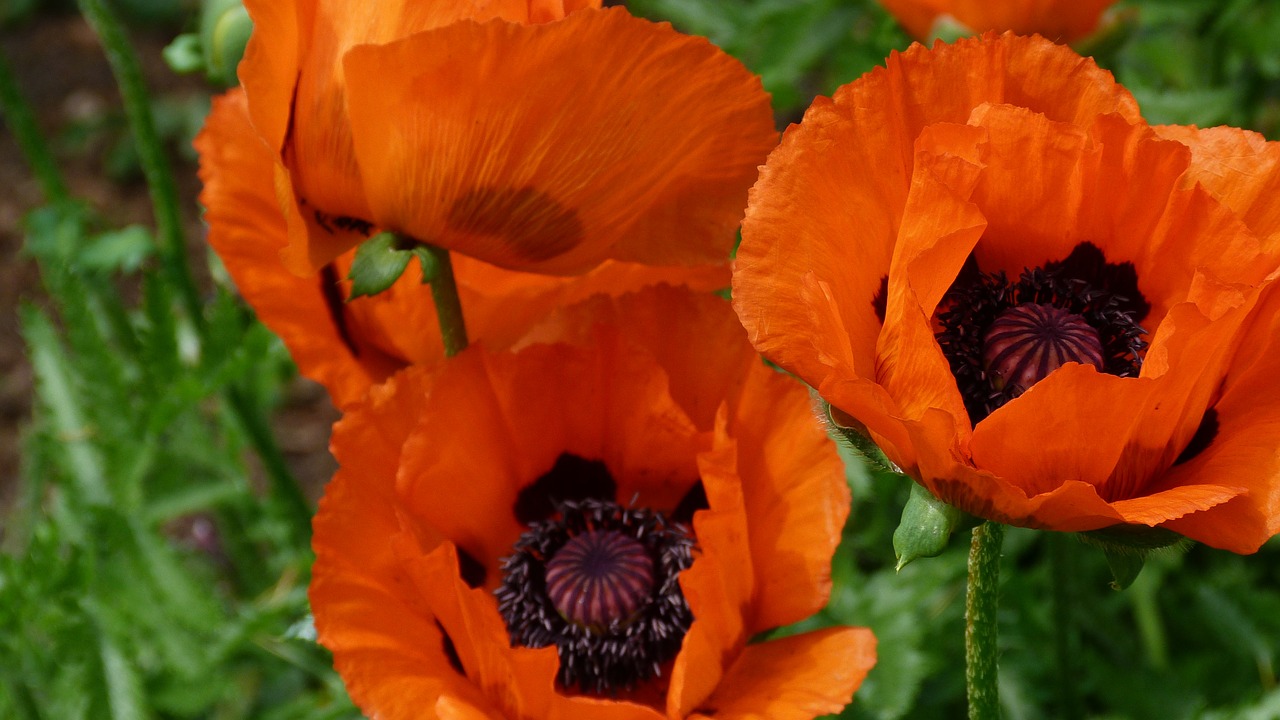 poppies mohngewaechs orange free photo