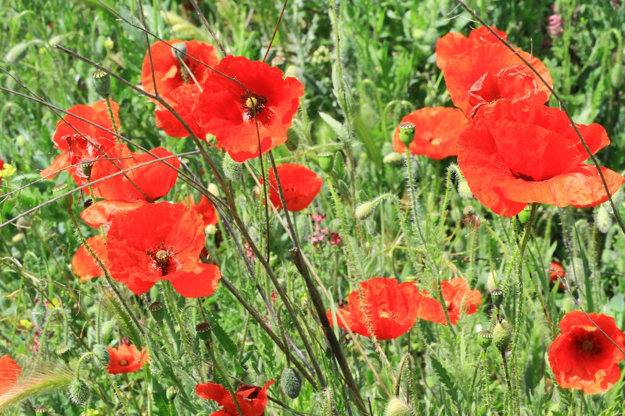 poppies flowers poppy free photo