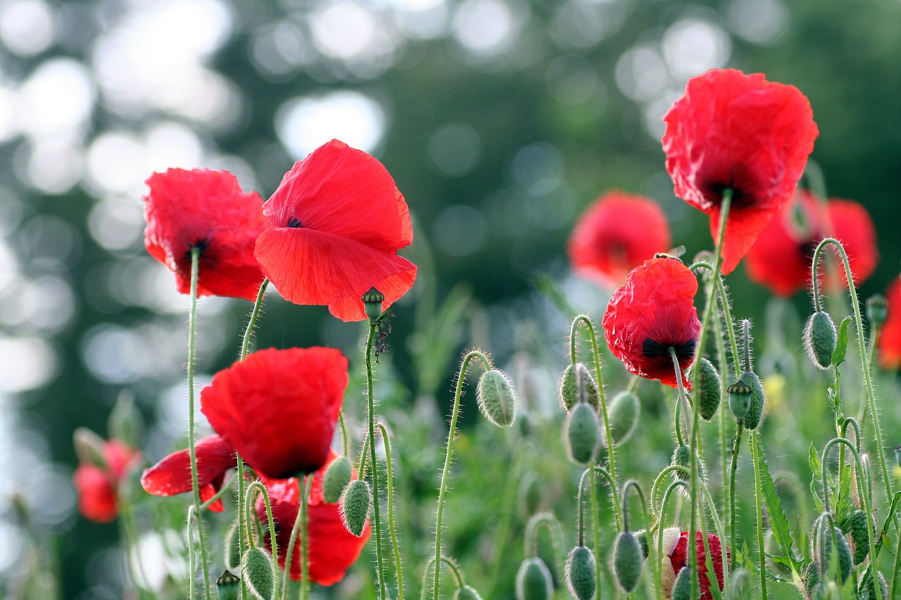 poppies morning petals free photo