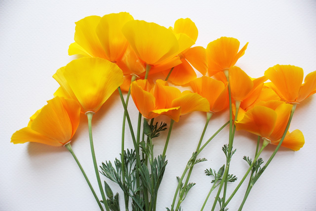 poppies california poppy free photo