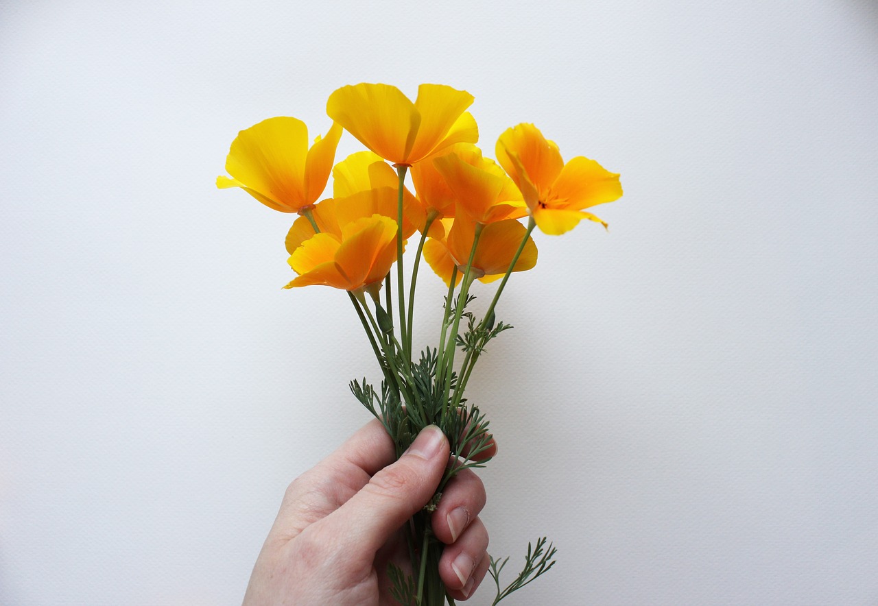 poppies california poppy free photo