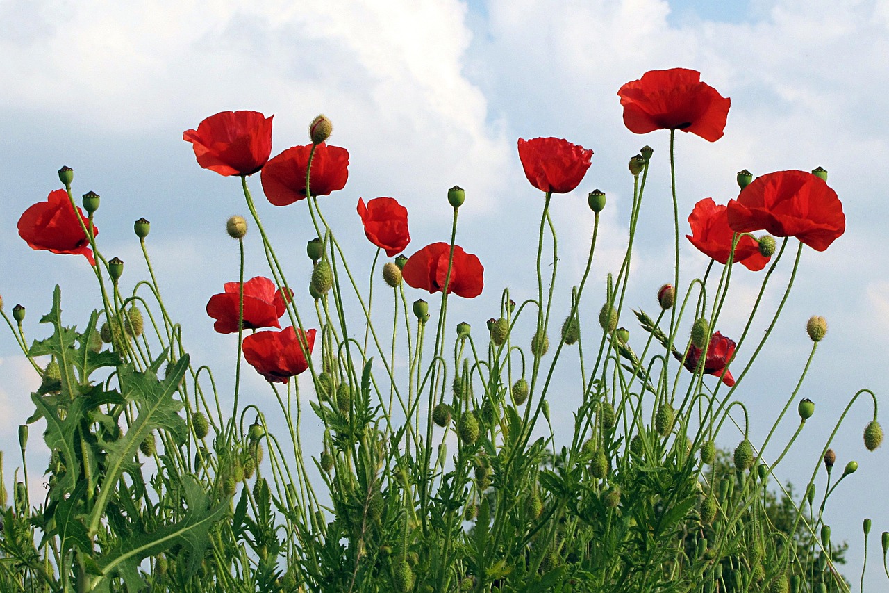 poppies klatschmohn papaver rhoeas free photo