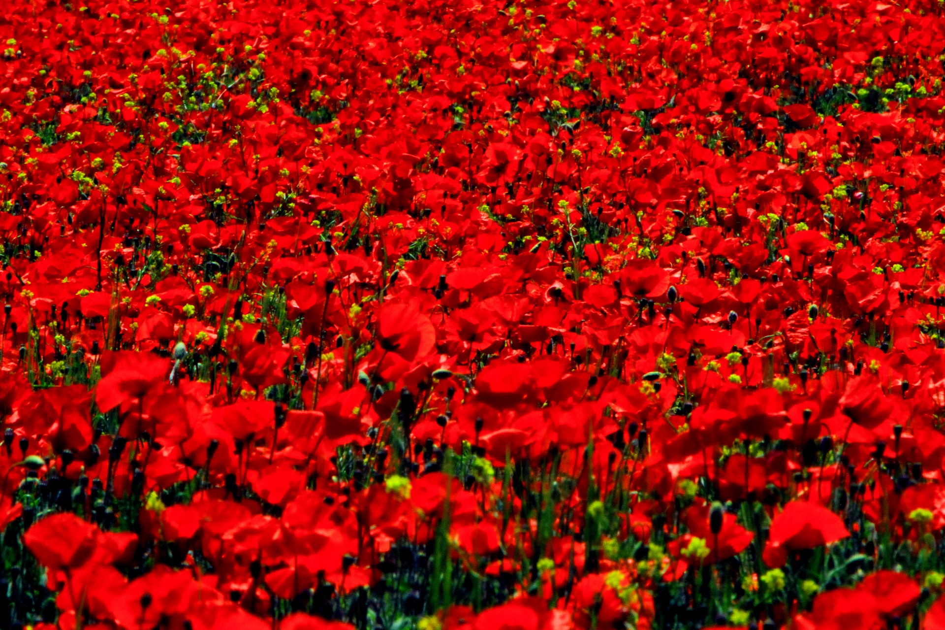 poppies poppy flower red free photo