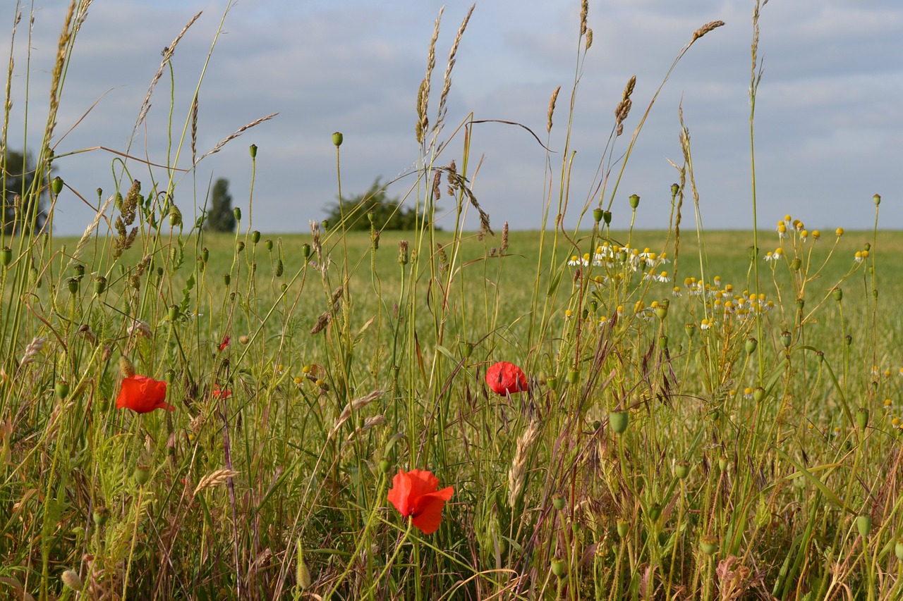 poppies chamomile flowers free photo