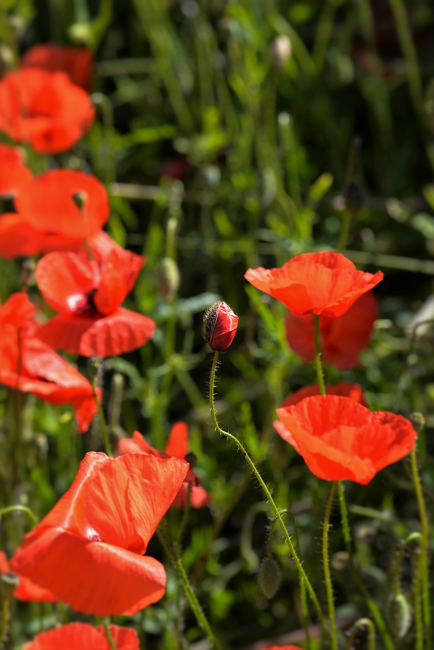 poppies capsule red free photo