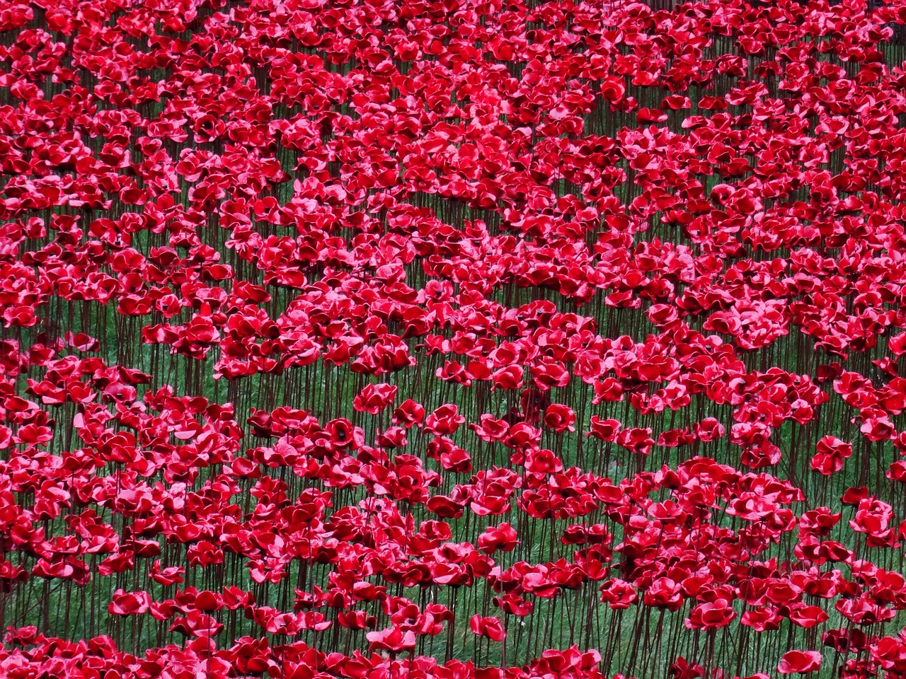poppies world war i memory free photo