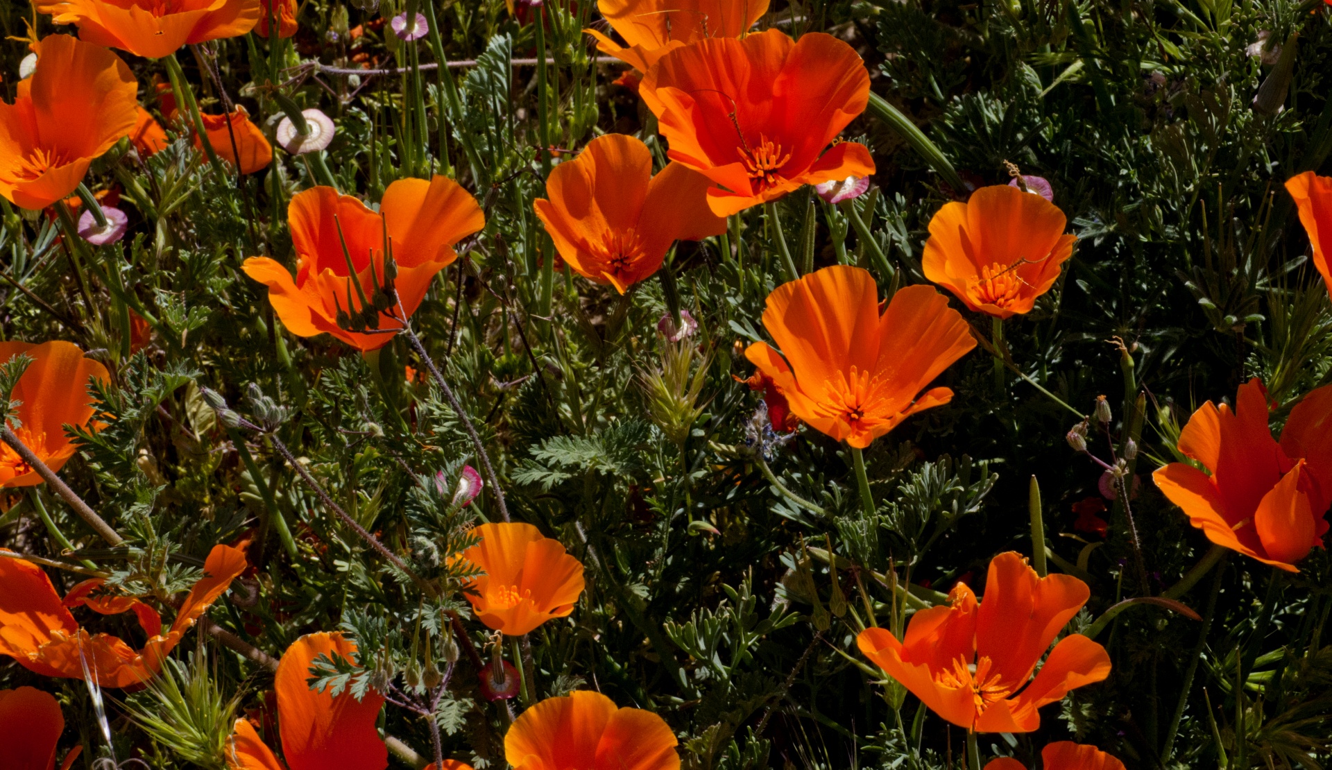 poppy poppies flowers free photo