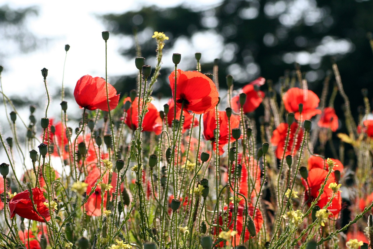 poppies nature red free photo