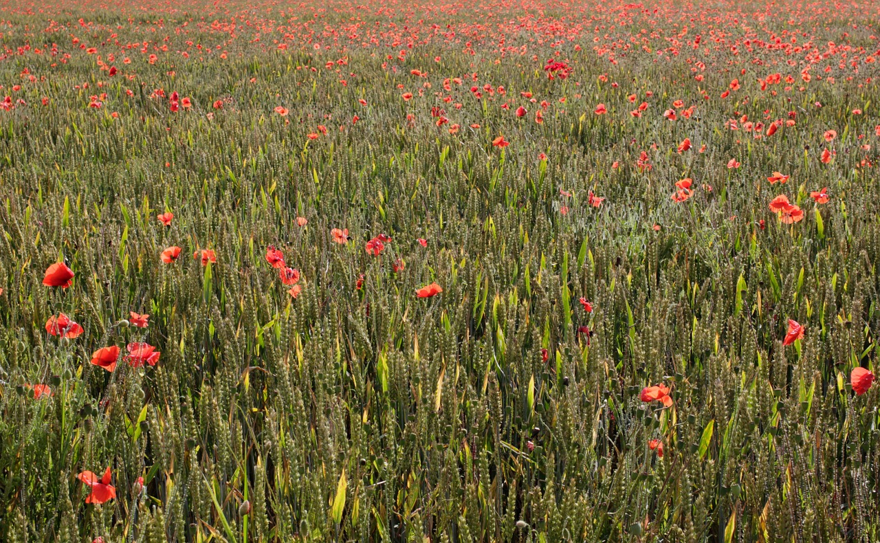 poppies poppy red free photo