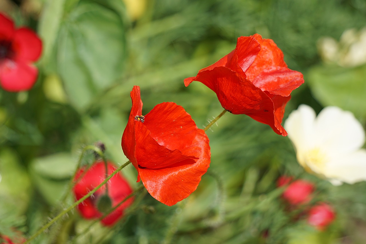 poppies flowers flora free photo