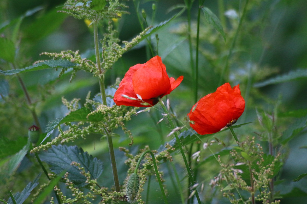 poppies flowers country free photo