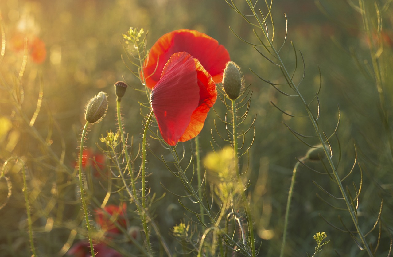 poppies summer flower free photo