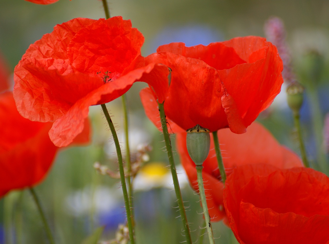 poppies red red poppy free photo