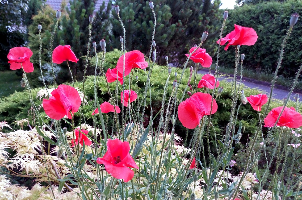 poppies stems flowers free photo