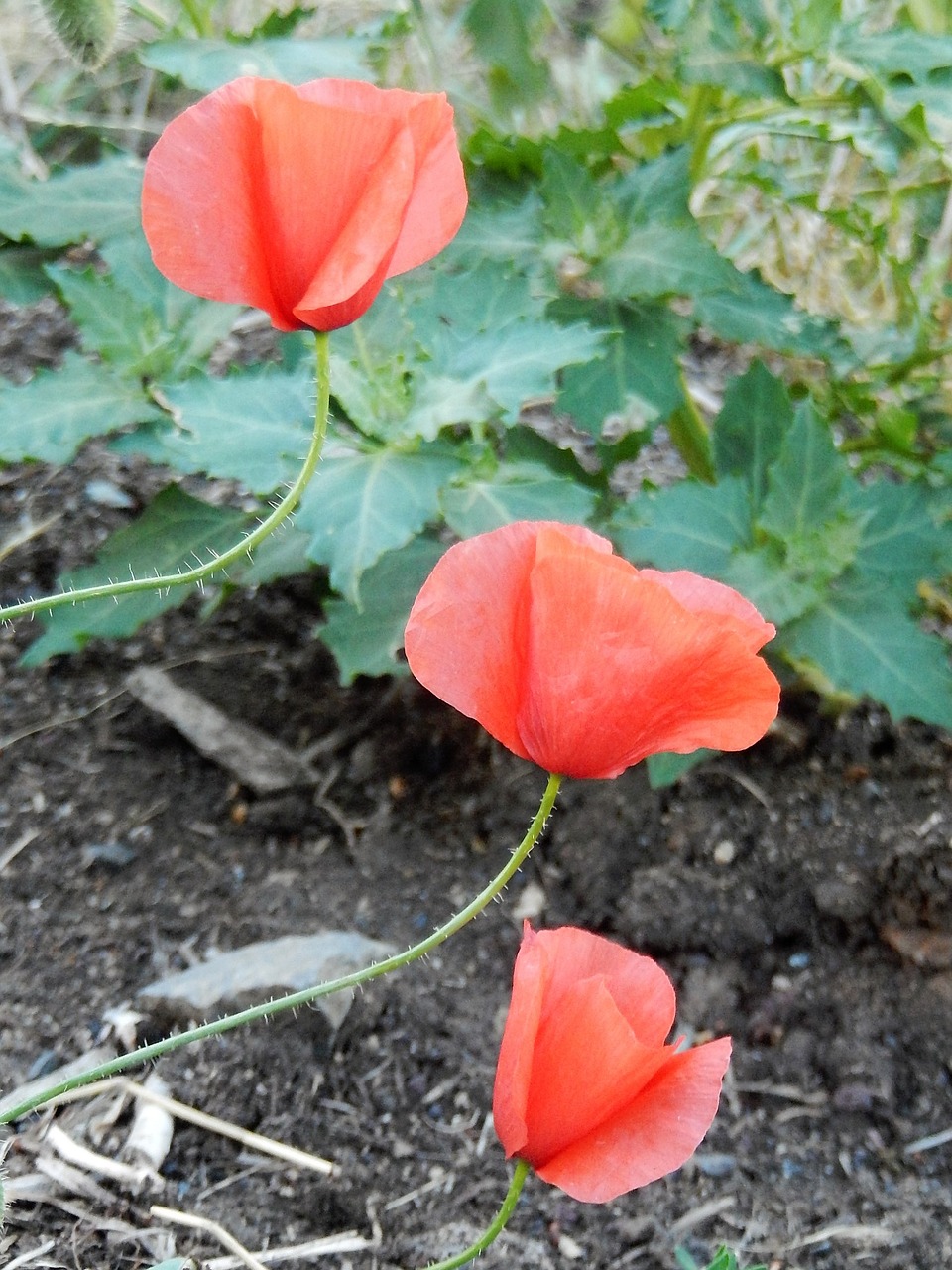 poppies field nature free photo