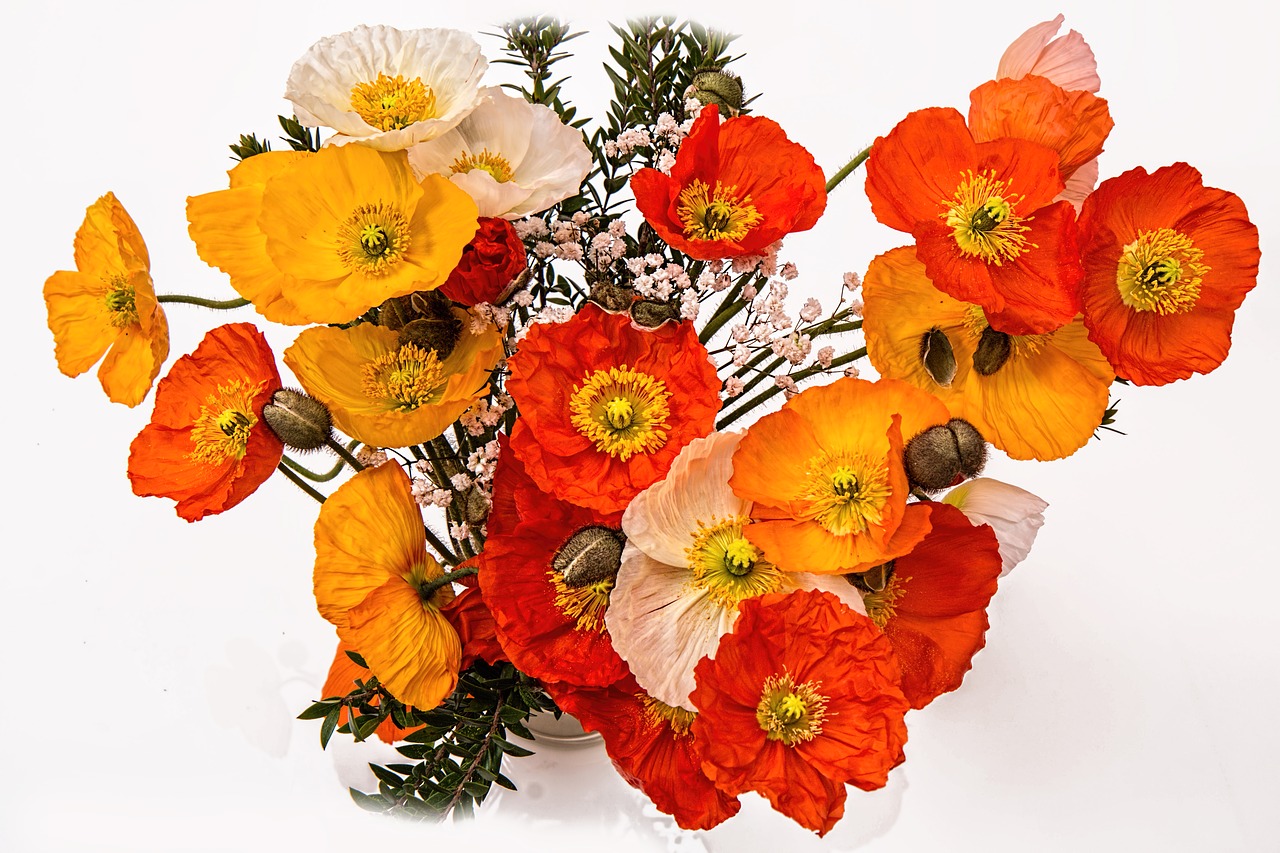 poppies cheerful happy free photo