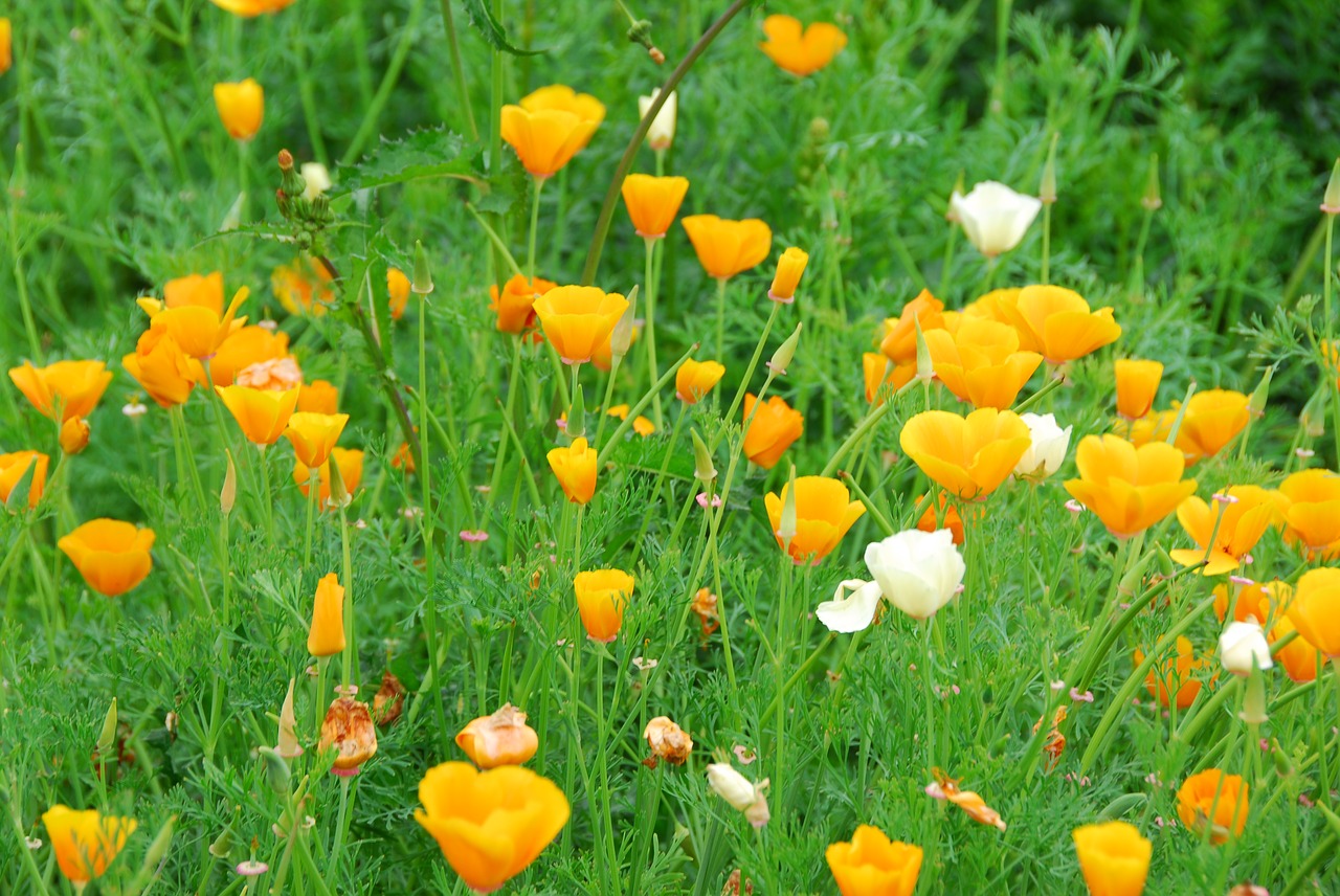 poppies field yellow free photo