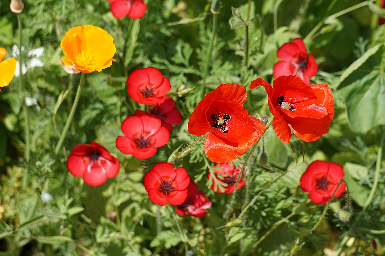 poppies flowers fields free photo