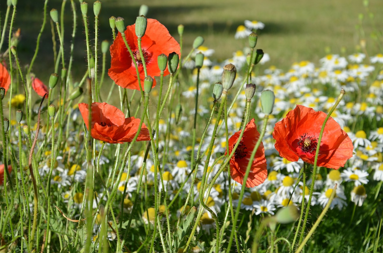 poppies wild summer flowers free photo