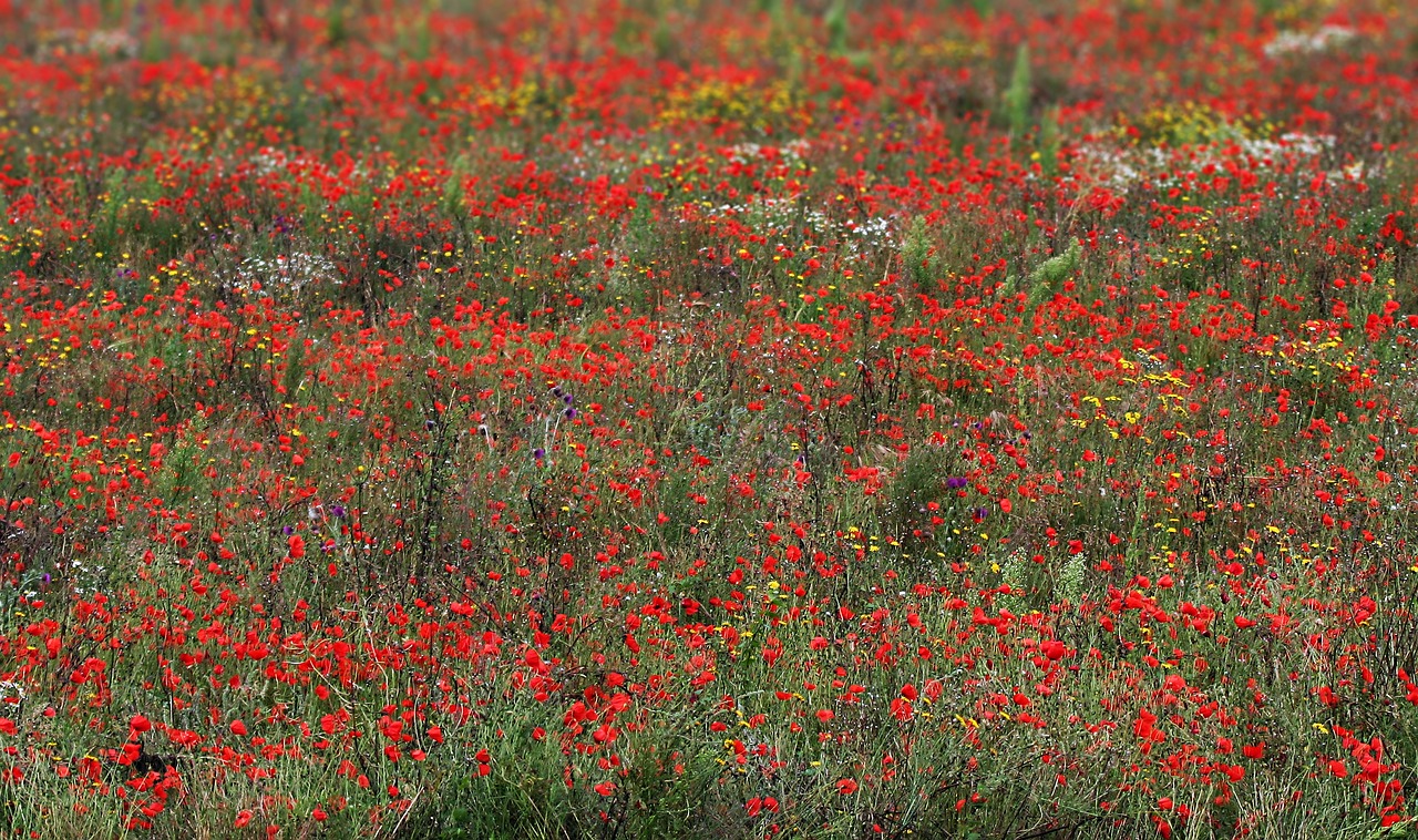 poppies wildflowers red free photo