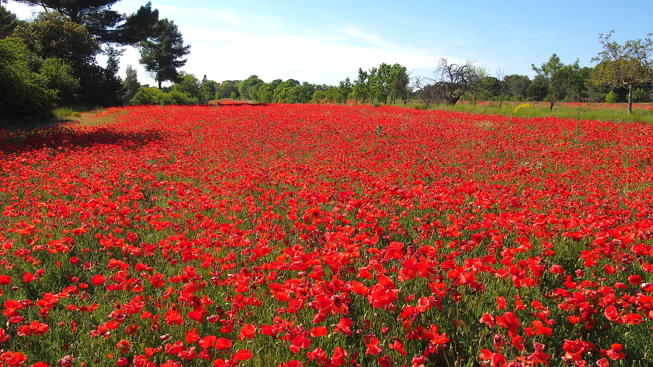 poppies nature provence free photo