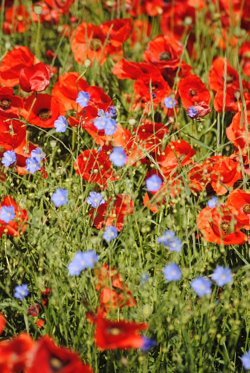 poppies red flowers free photo