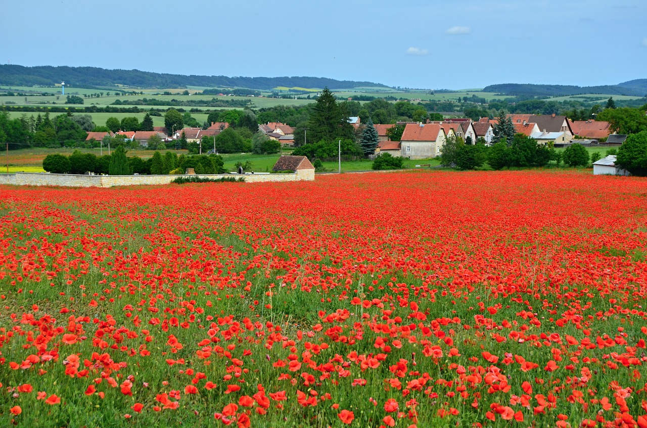 poppies field red weed free photo
